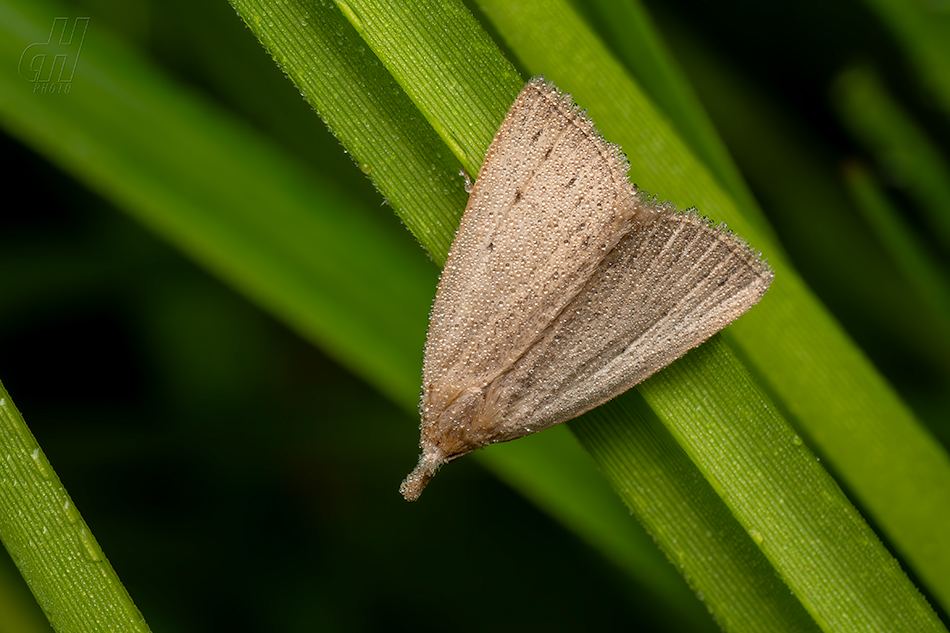 žlutavka bahenní - Macrochilo cribrumalis
