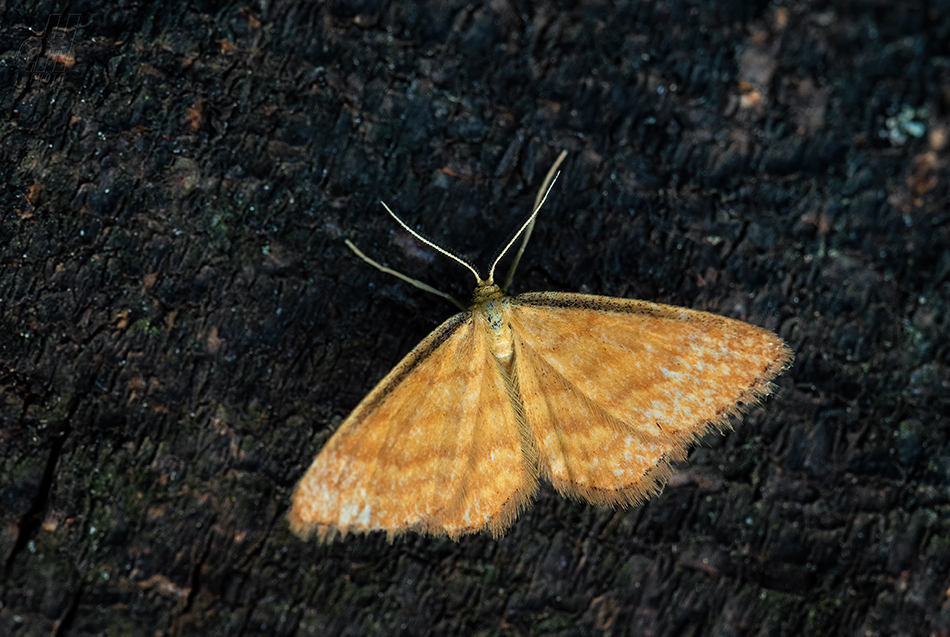 žlutokřídlec okrový - Idaea ochrata