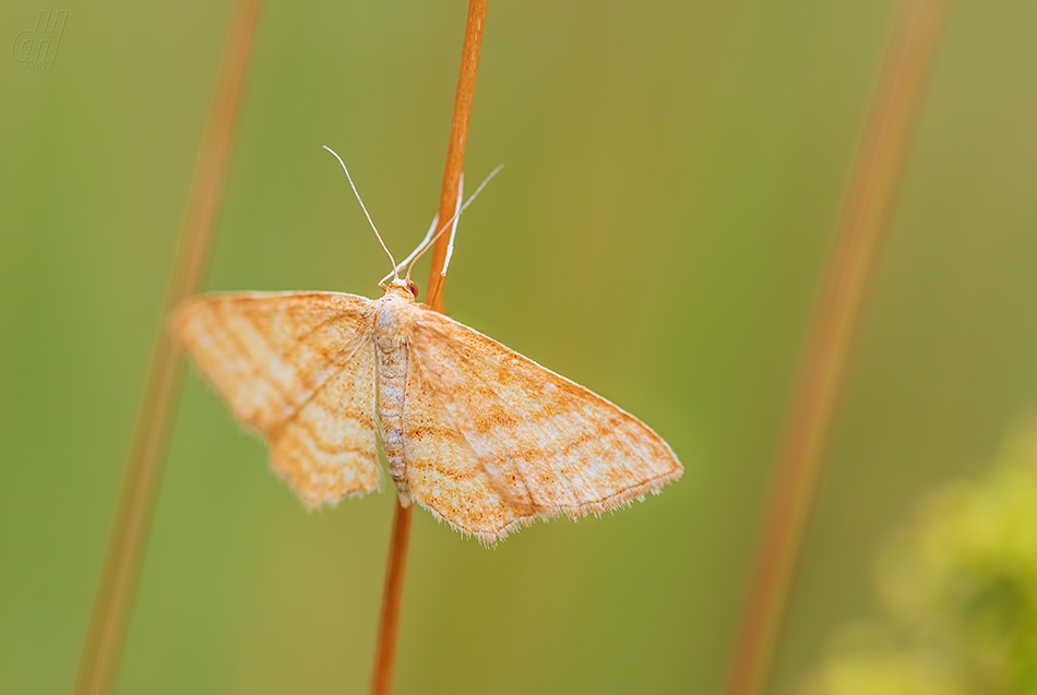 žlutokřídlec okrový - Idaea ochrata