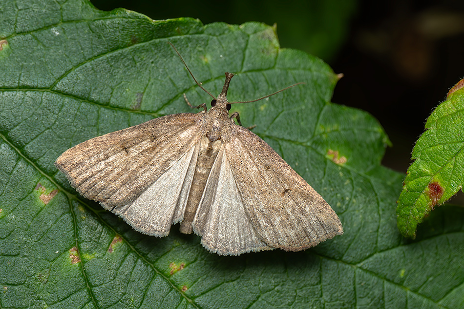 zobonosec chmelový - Hypena rostralis