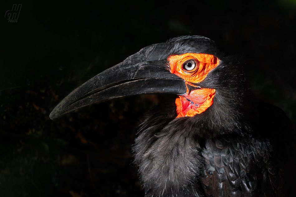 zoborožec kaferský - Bucorvus leadbeateri