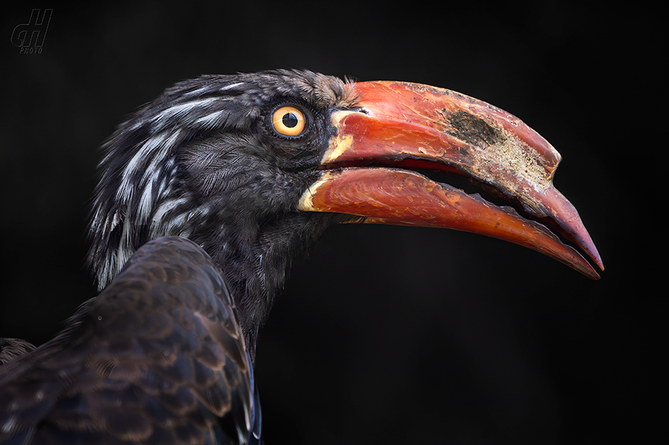 zoborožec korunkatý - Lophoceros alboterminatus