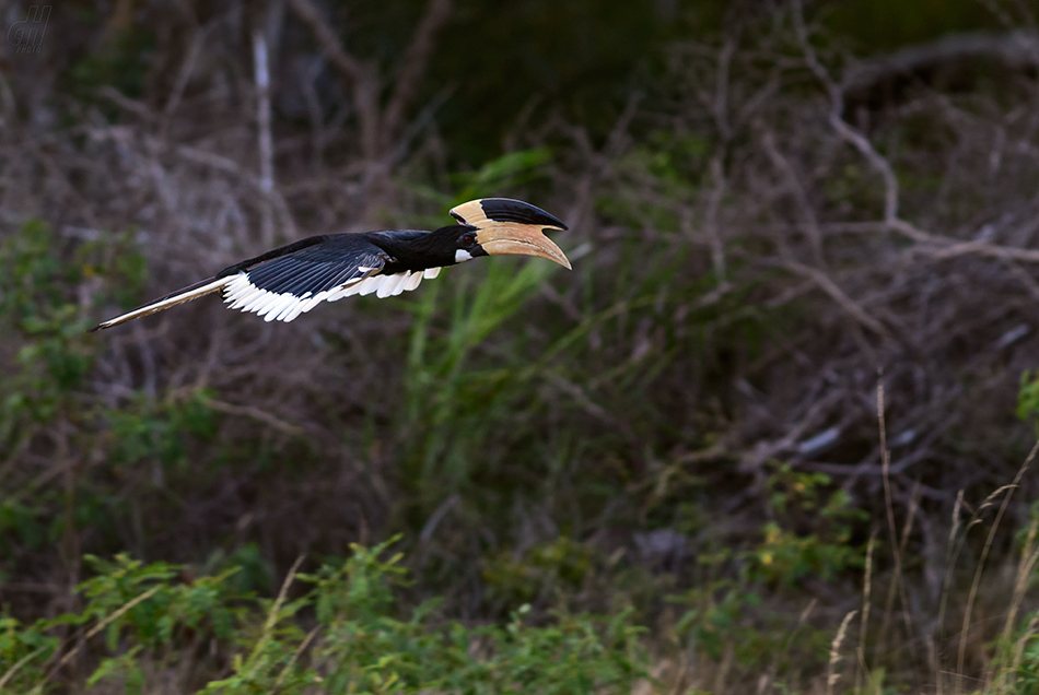 zoborožec malabarský - Anthracoceros coronatus