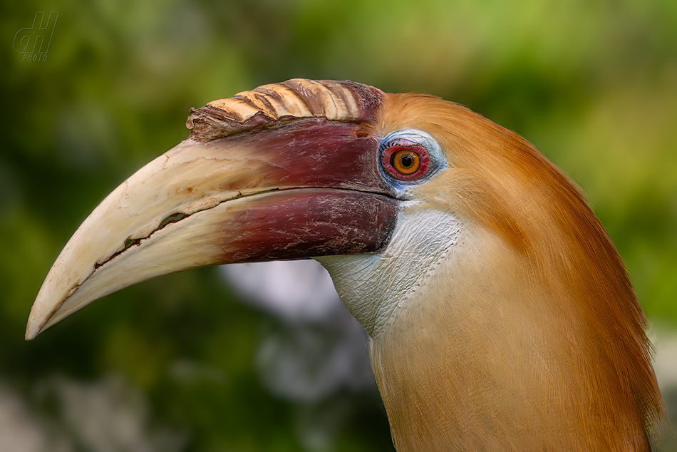 zoborožec melanéský - Rhyticeros plicatus