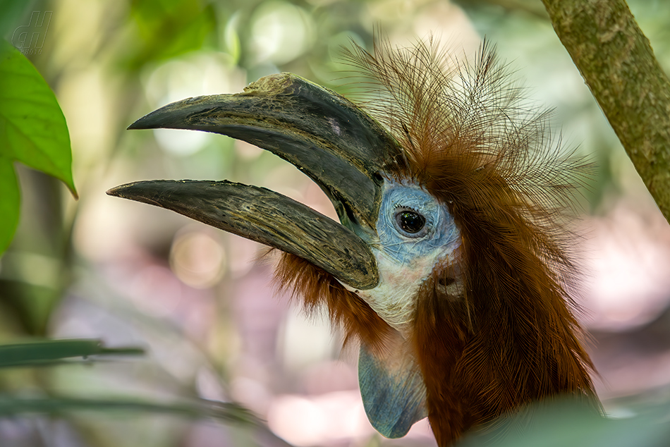 zoborožec modrohrdlý - Ceratogymna atrata