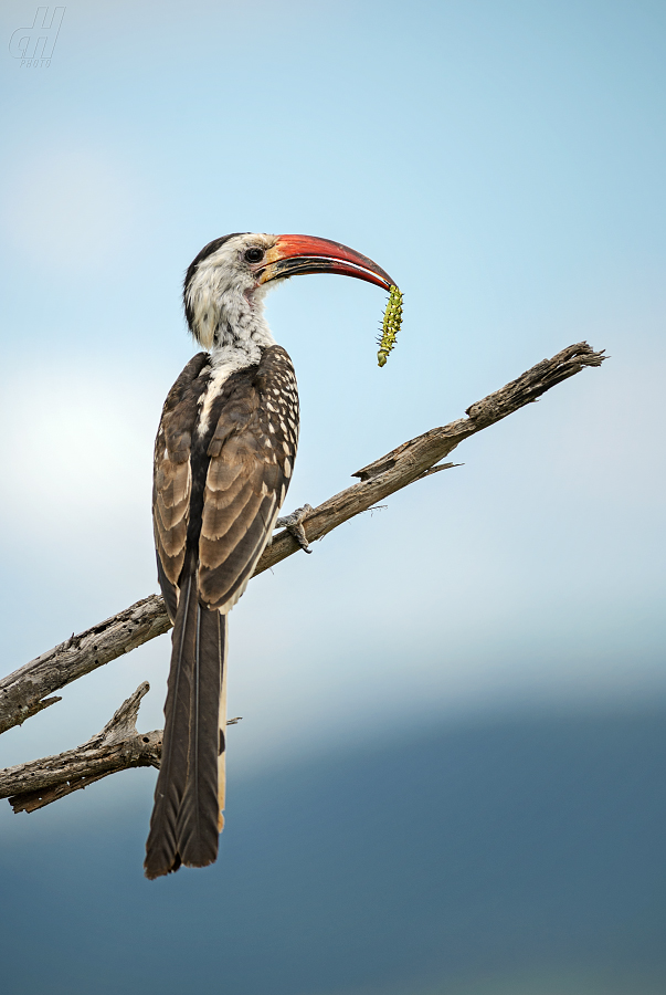 zoborožec rudozobý - Tockus erythrorhynchus