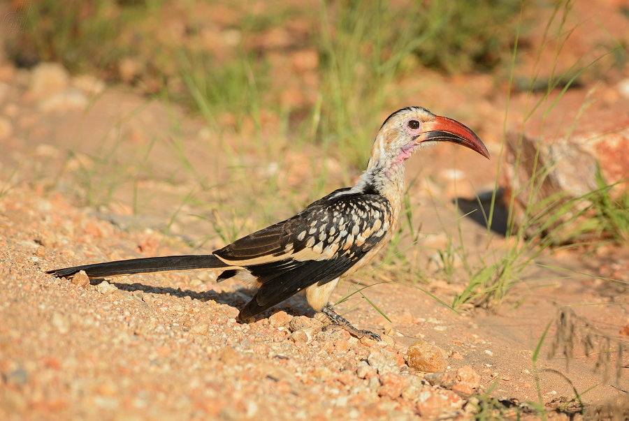 zoborožec rudozobý - Tockus erythrorhynchus