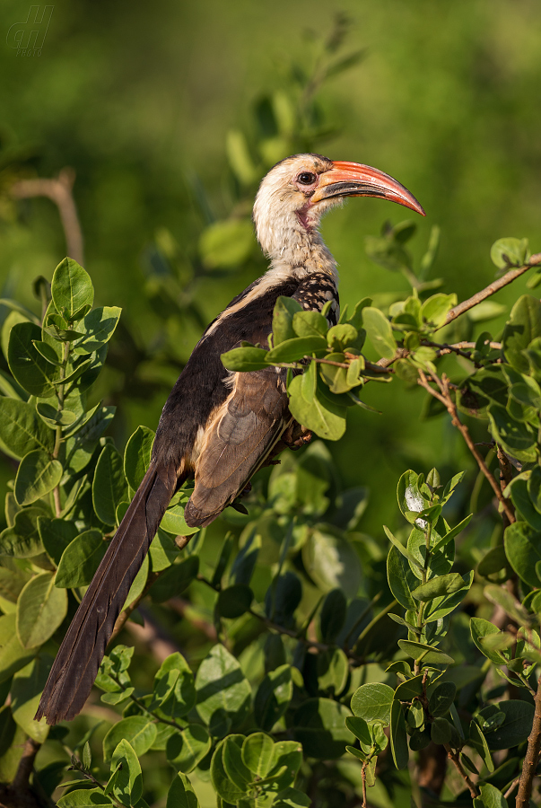 zoborožec rudozobý - Tockus erythrorhynchus