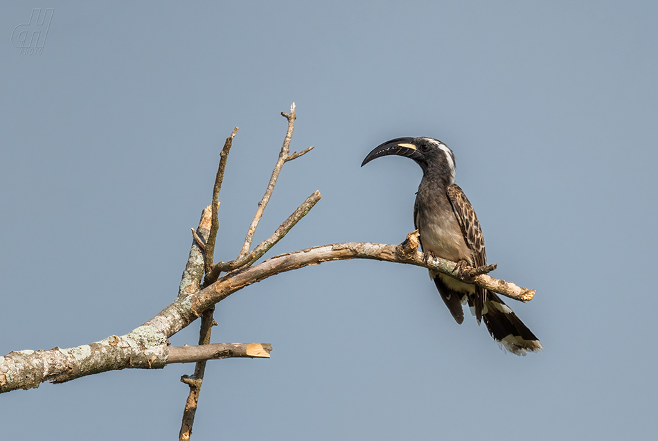 zoborožec šedý - Lophoceros nasutus