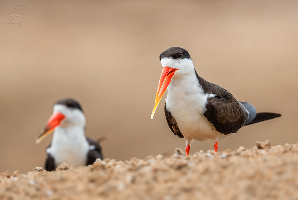 zoboun africký - Rynchops flavirostris