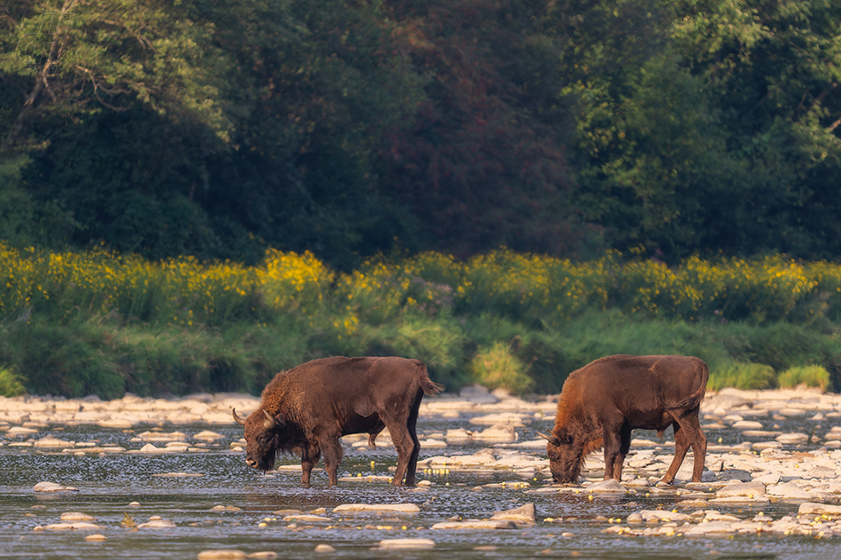 zubr evropský - Bison bonasus