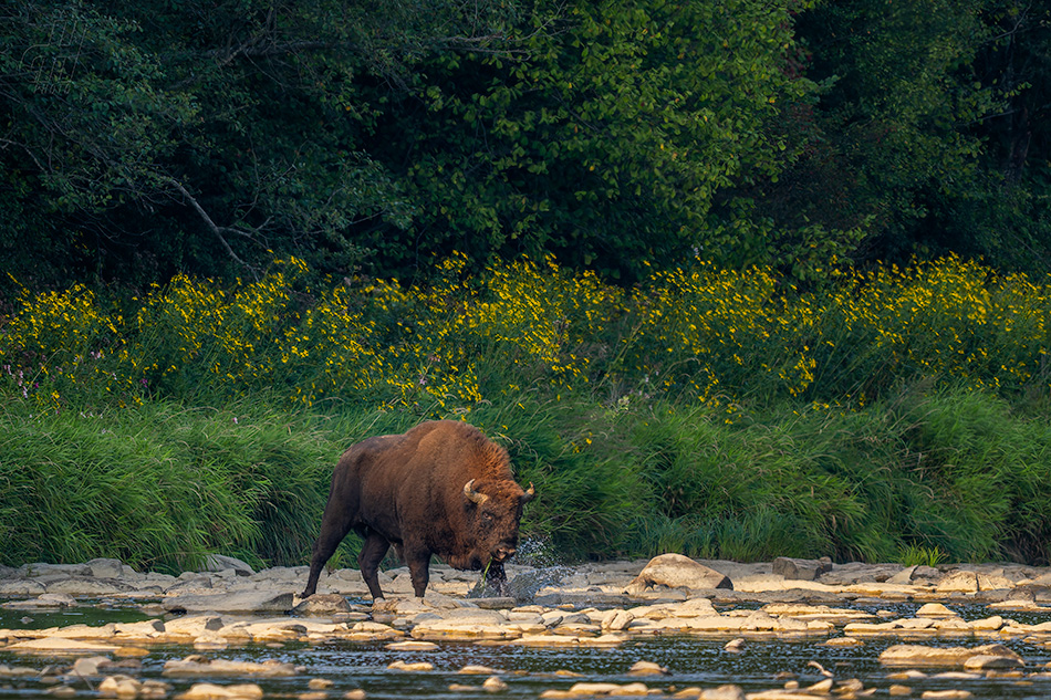 zubr evropský - Bison bonasus