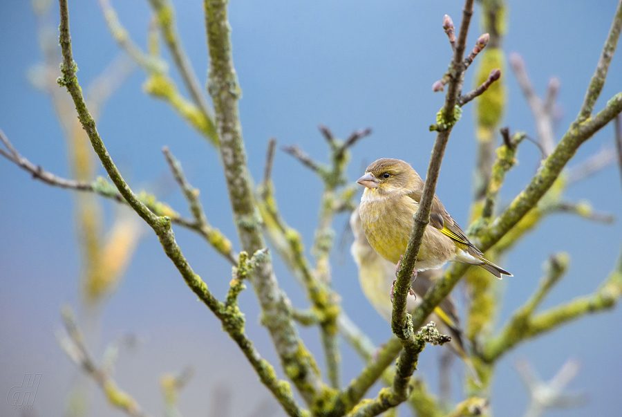 zvonek zelený - Carduelis chloris