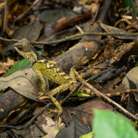 Acanthosaura lepidogaster