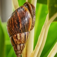 achatina žravá - Achatina fulica