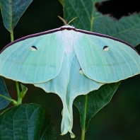 Actias ningpoana