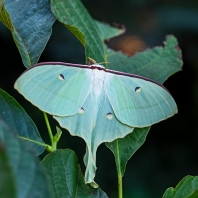 Actias ningpoana