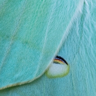 Actias ningpoana