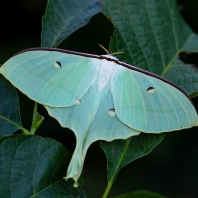 Actias ningpoana
