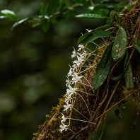 Aerangis articulata