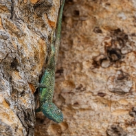 agama černokrká - Acanthocercus atricollis