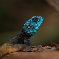 agama černokrká - Acanthocercus atricollis