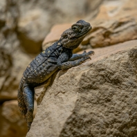 agama hardún - Stellagama stellio