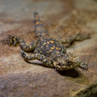 agama hardún - Stellagama stellio picea