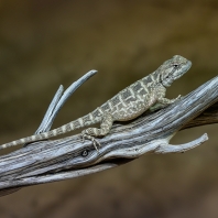 agama stepní - Trapelus sanguinolentus