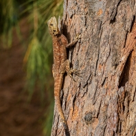 agama západoafrická - Agama africana