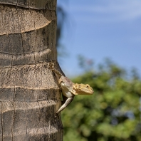 agama západoafrická - Agama africana