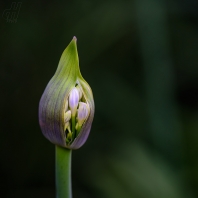 Agapanthus praecox