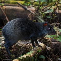 aguti tmavý - Dasyprocta fuliginosa