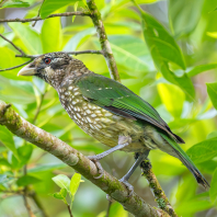 Ailuroedus maculosus