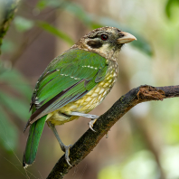 Ailuroedus maculosus