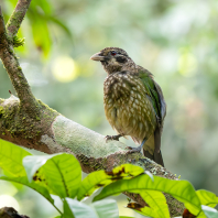 Ailuroedus maculosus