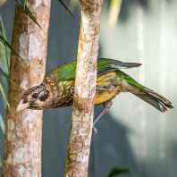 Ailuroedus maculosus