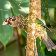 Ailuroedus maculosus