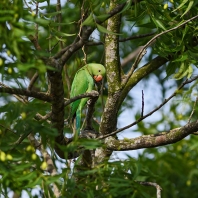 alexandr malý - Psittacula krameri