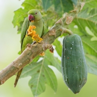 alexandr malý - Psittacula krameri