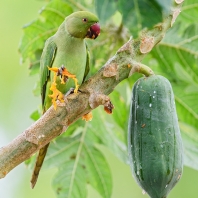 alexandr malý - Psittacula krameri