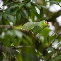 amazoňan rudočelý - Amazona autumnalis