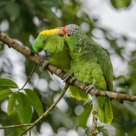 amazoňan žlutokrký - Amazona auropalliata