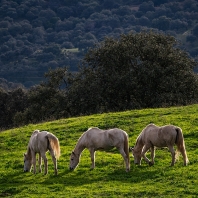 Andalusie