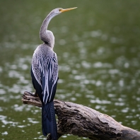 anhinga rezavá - Anhinga melanogaster