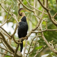 anhinga rezavá - Anhinga melanogaster