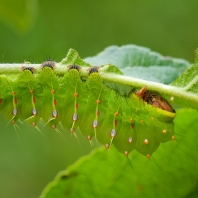 Antheraea polyphemus