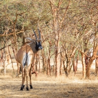 antilopa koňská - Hippotragus equinus