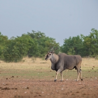 antilopa losí - Taurotragus oryx