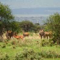 antilopa losí - Taurotragus oryx